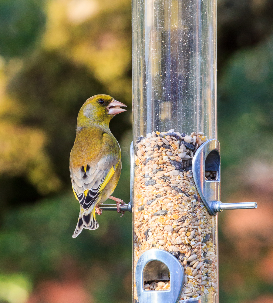Greenfinch on the seed feeder in our apple tree