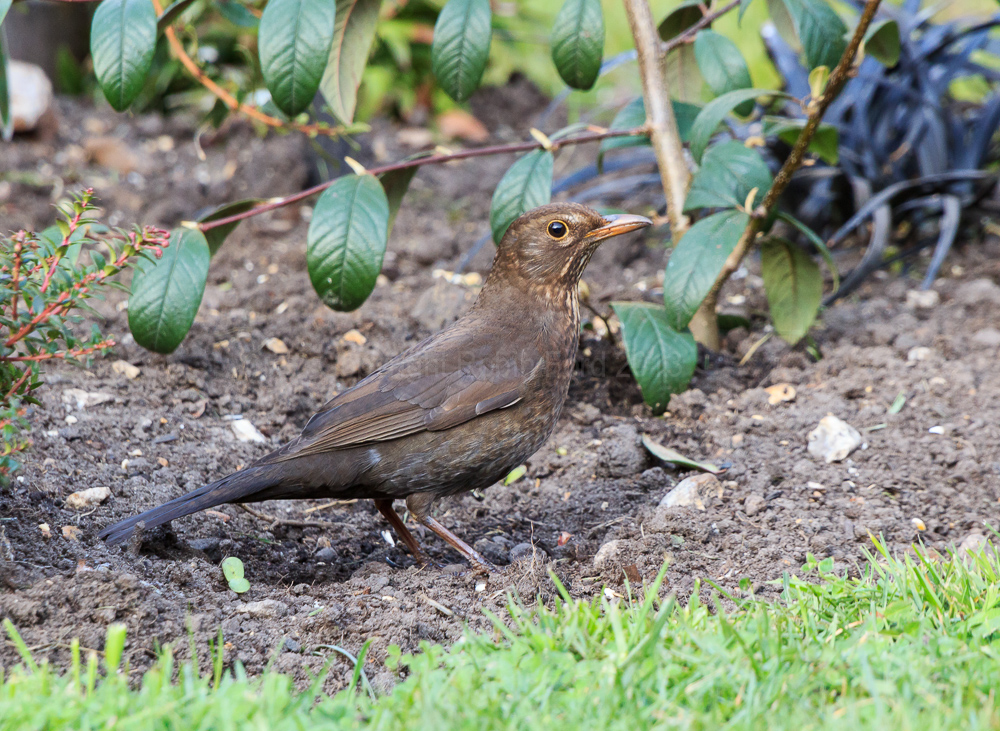 Blackbird amongst the shrubs