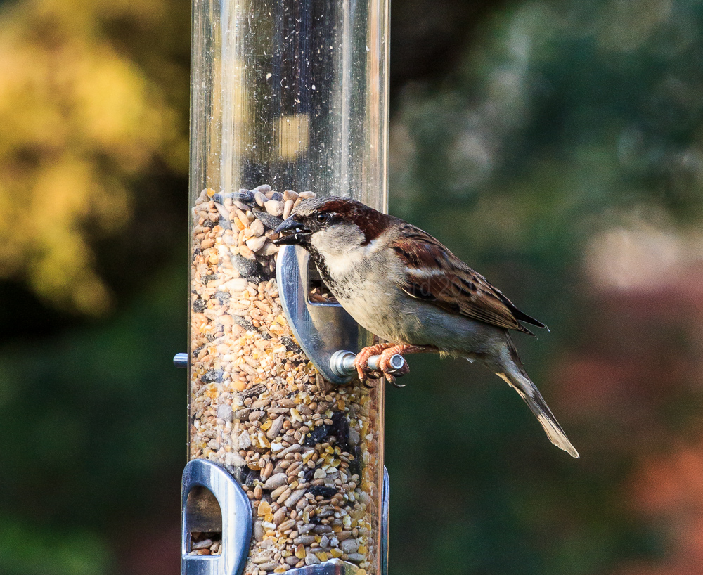 House Sparrow on the feeder in our apple tree