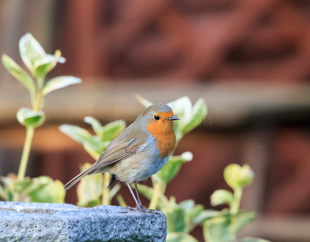 Robin on the bird bath