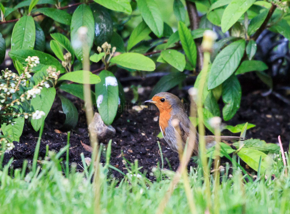 Robin amongst the shrubs