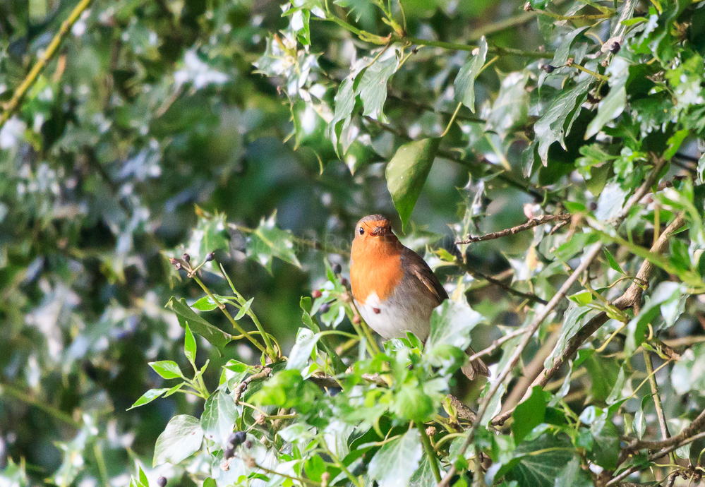 Robin in the tree with some food