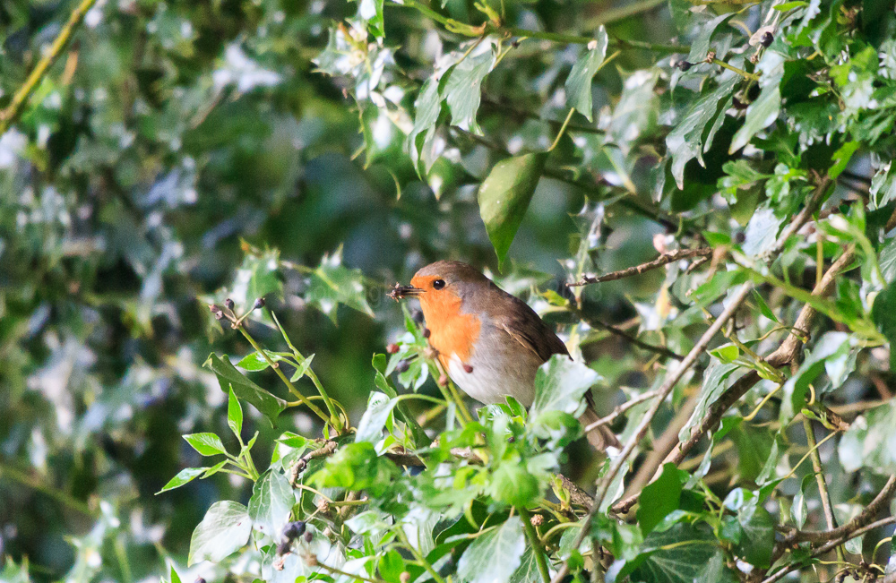 Robin in the tree with some food
