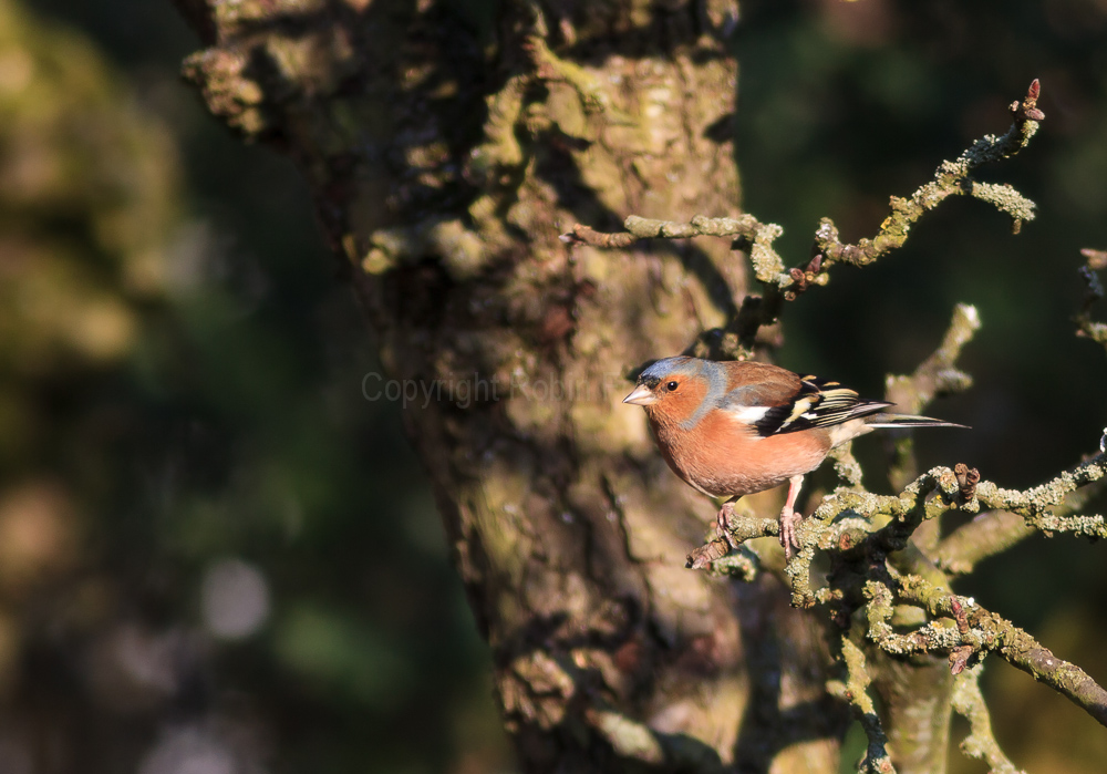 A Chaffinch in our apple tree