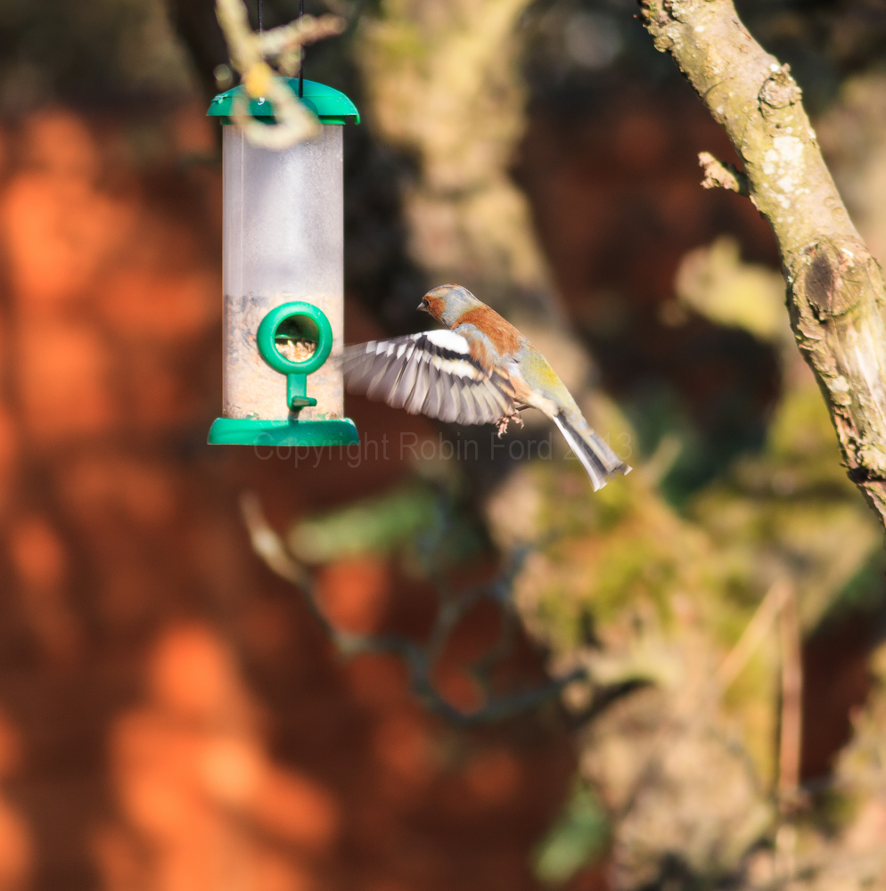 A Chaffinch using the feeder in our apple tree