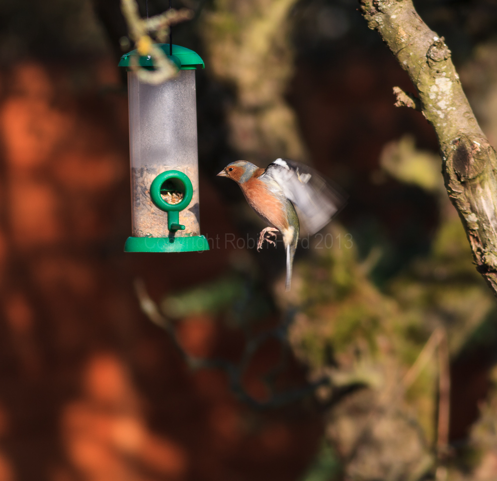 A Chaffinch using the feeder in our apple tree