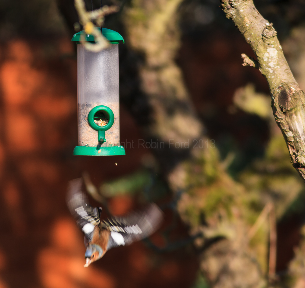 A Chaffinch using the feeder in our apple tree