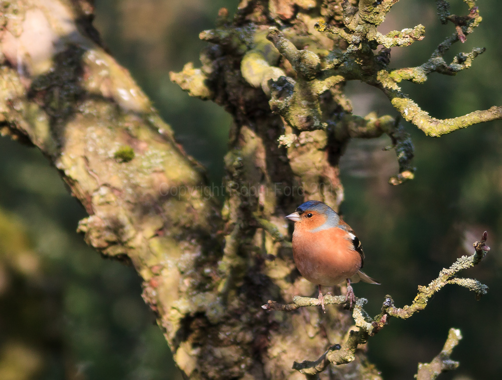 A Chaffinch in our apple tree