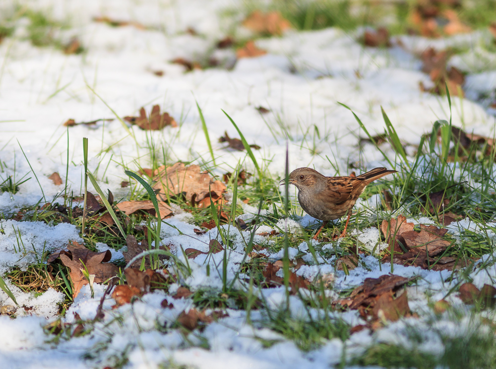 Dunnock in the snow
