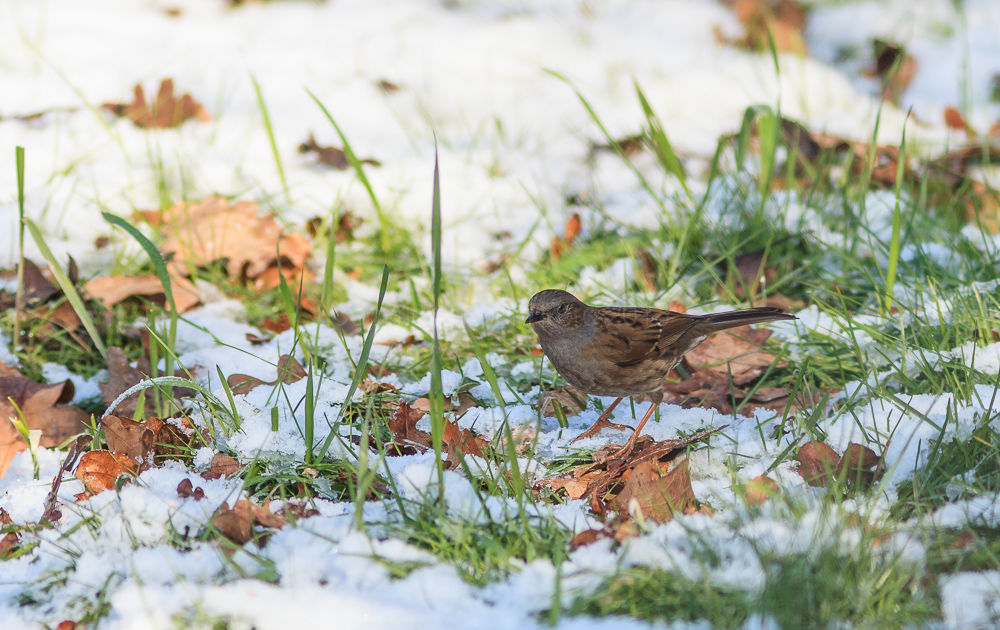 Dunnock in the snow