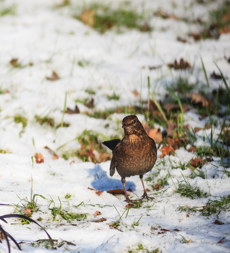 Blackbird on our lawn