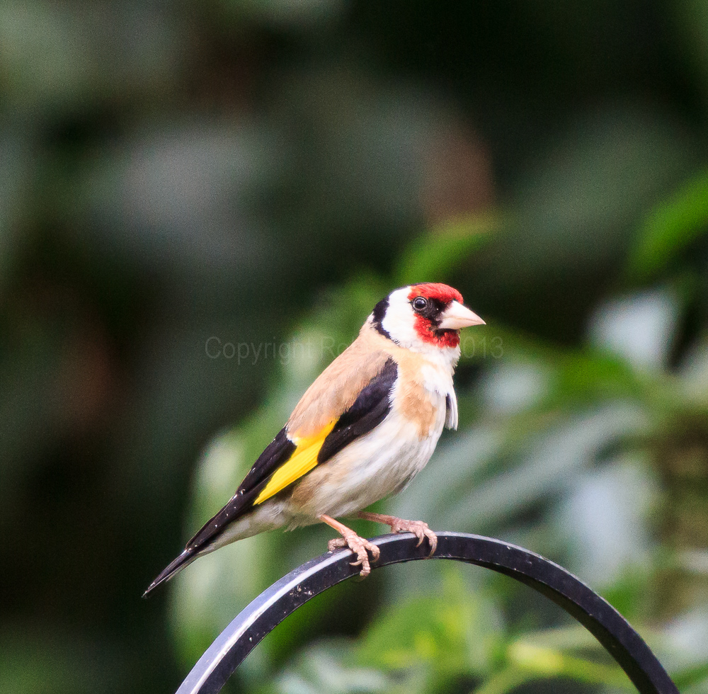 Goldfinch above our feeders