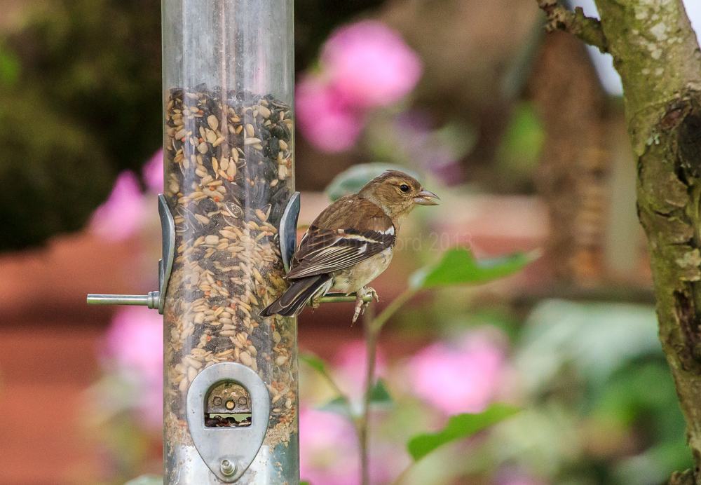 Chaffinch on the feeder in our apple tree