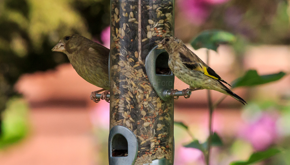 Juvenile Goldfinch and Greenfinch