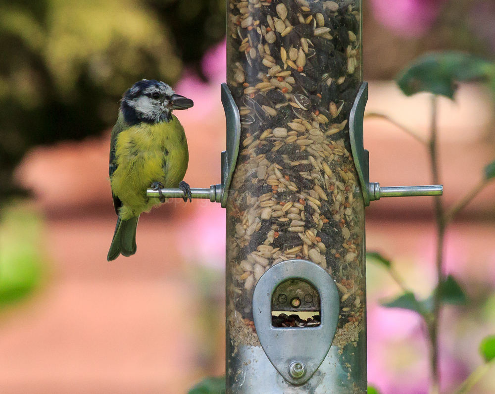 Blue Tit with a seed from the feeder in our apple tree