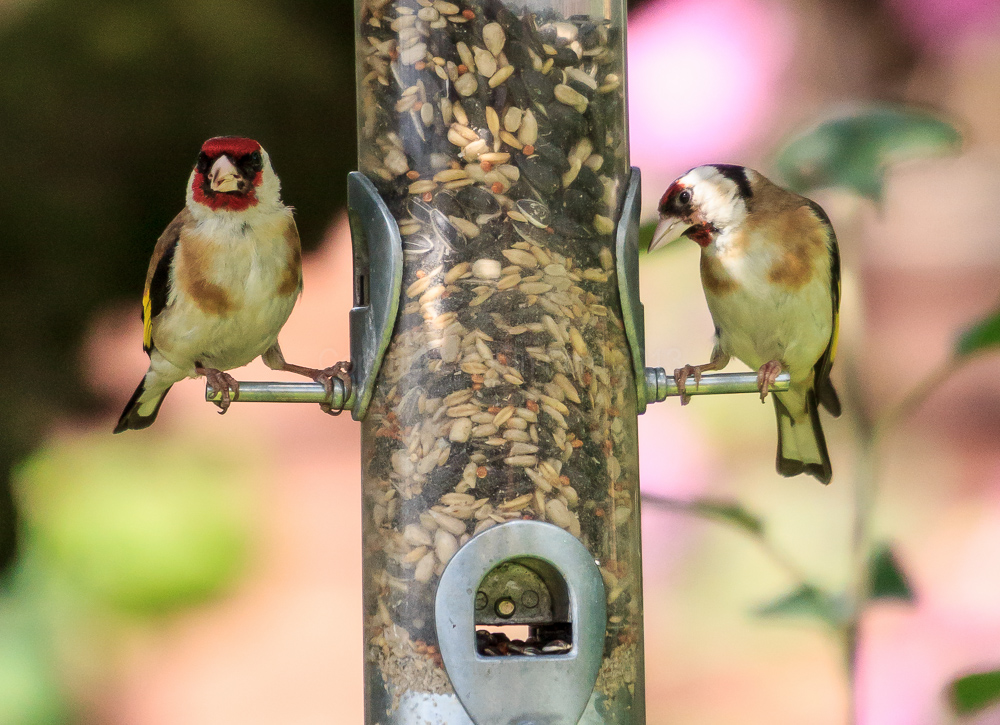 Goldfinches on the feeder in our apple tree