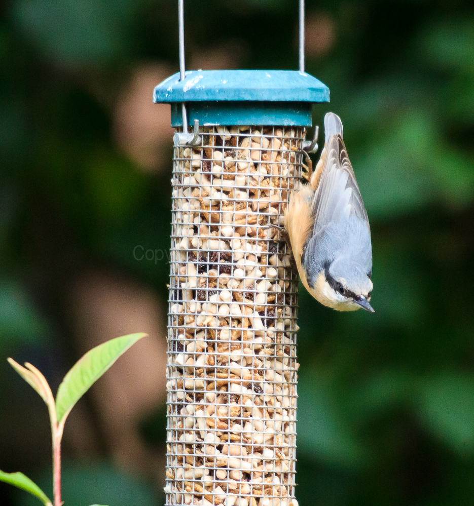 Nuthatch on a feeder