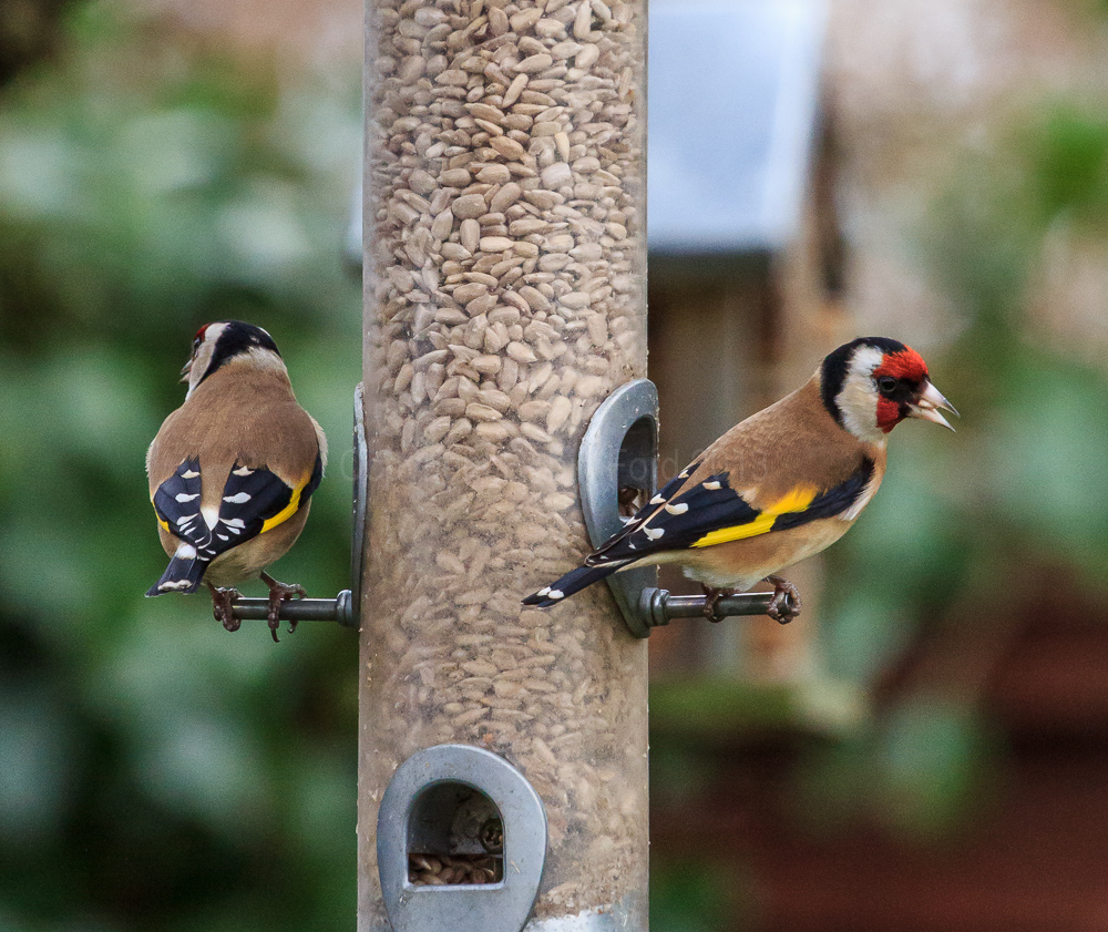 Goldfinches on a feeder in our apple tree
