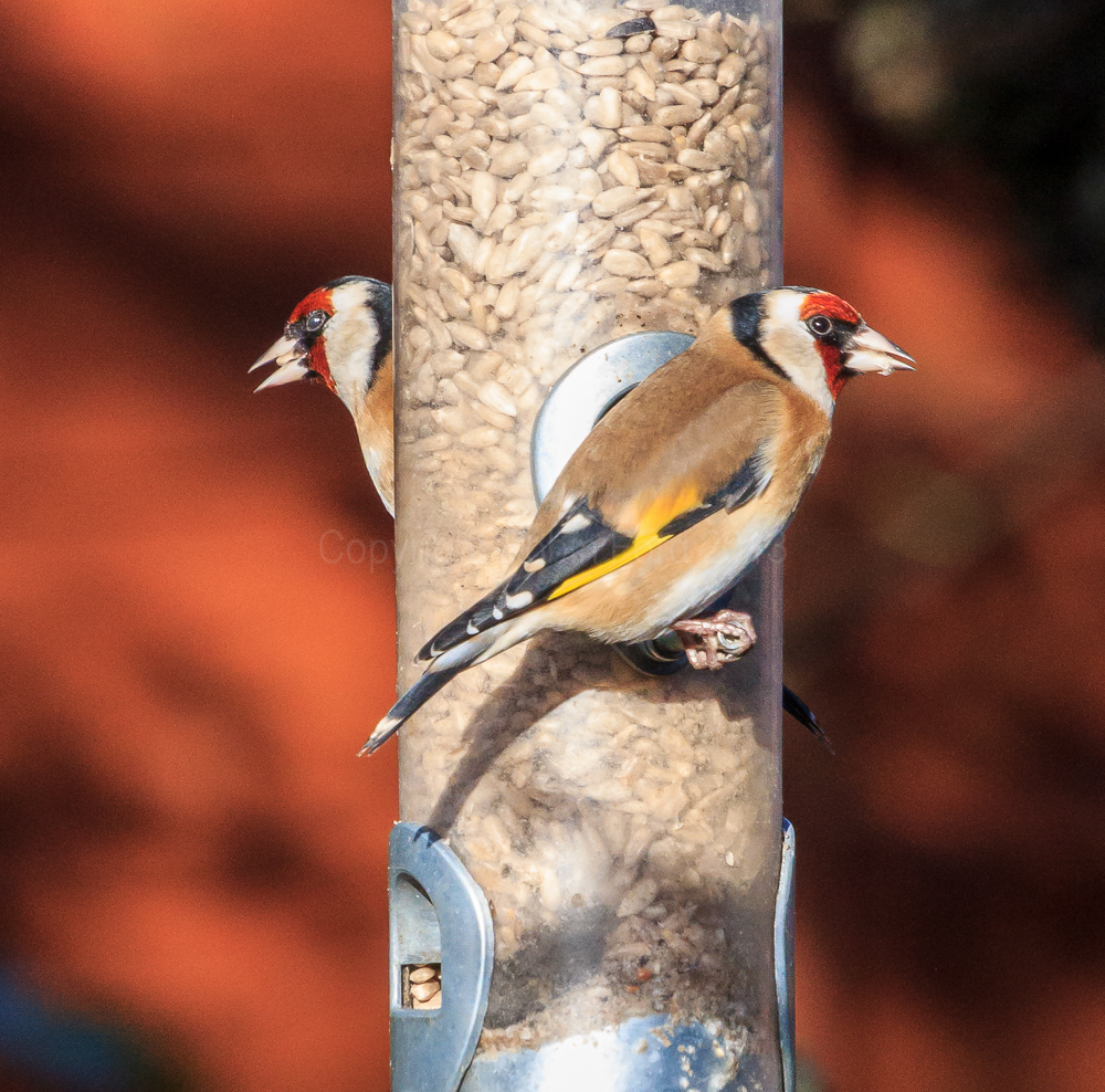 Goldfinches on a feeder in our apple tree