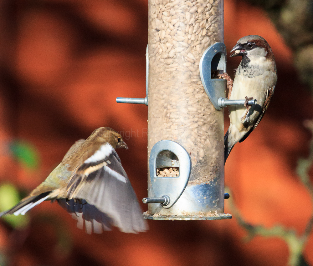 Chaffinch trying to use the feeder in our apple tree