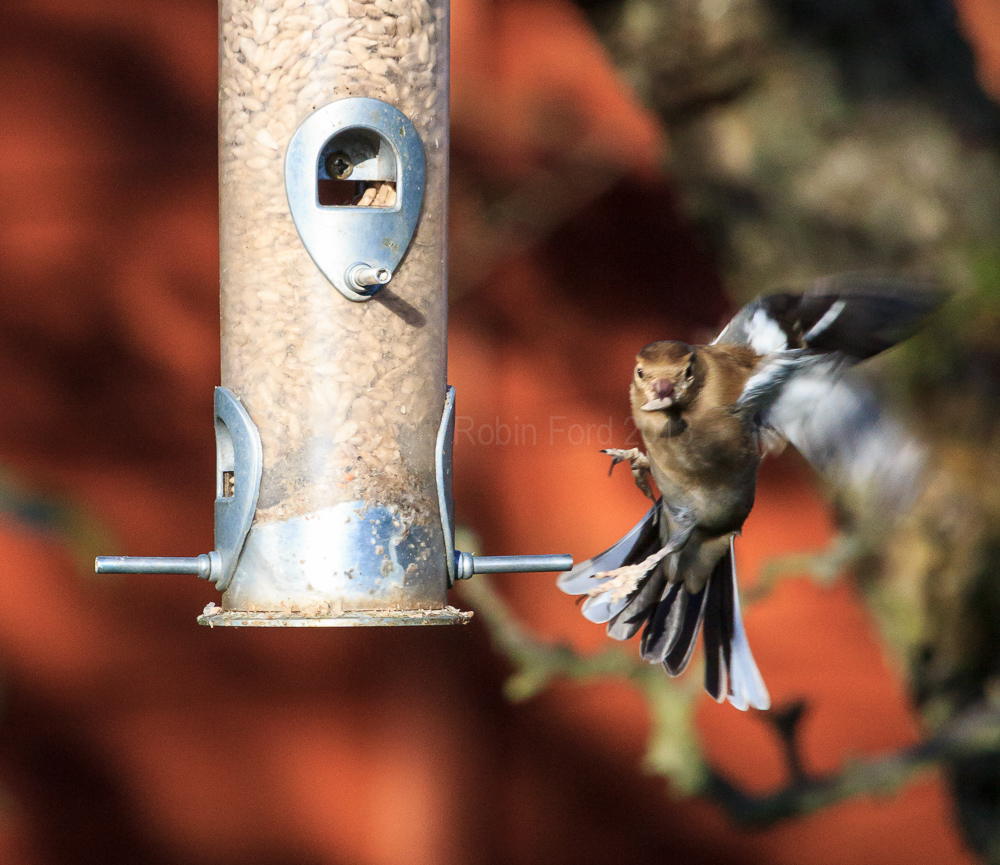 Chaffinch trying to use the feeder in our apple tree