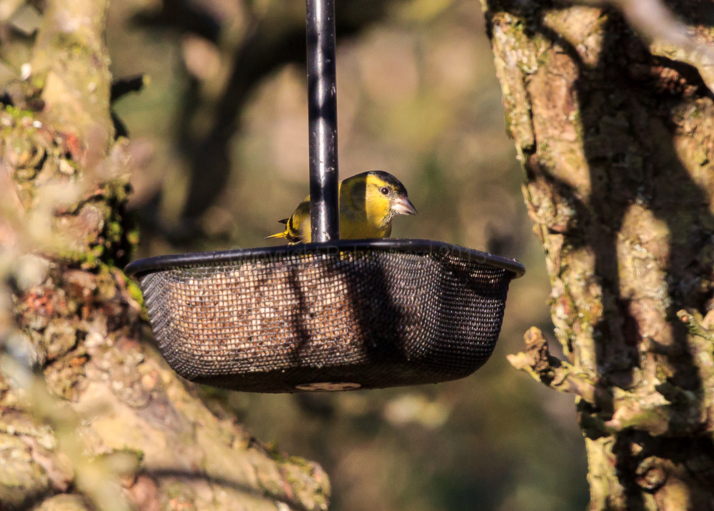Siskin on a feeder in our apple tree