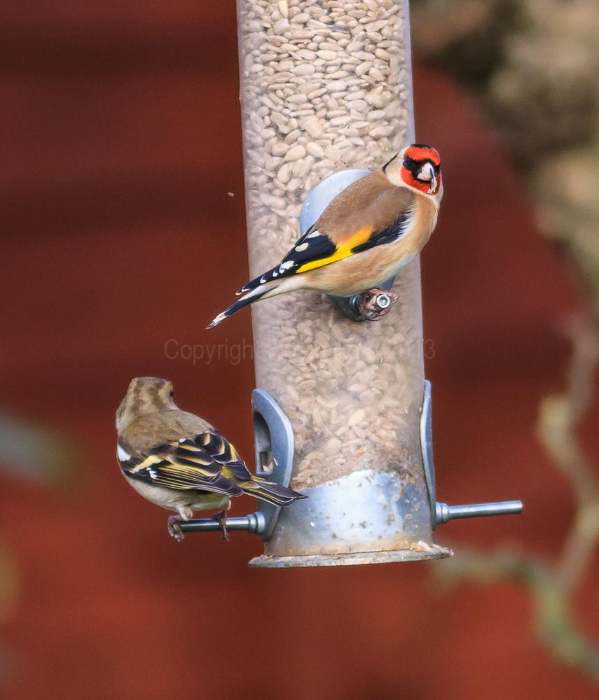 Finches on the feeder in our apple tree