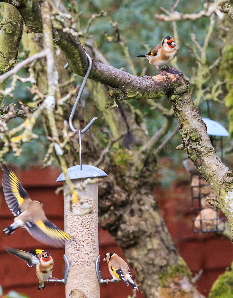Goldfinches in our apple tree
