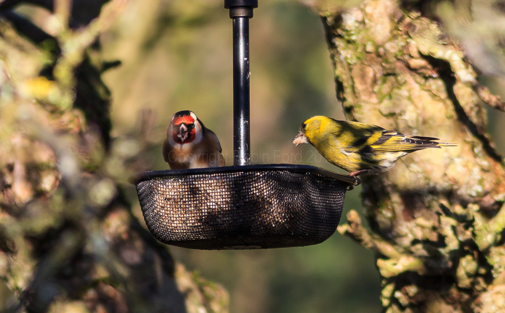 Siskin and Goldfinch on a feeder in our apple tree