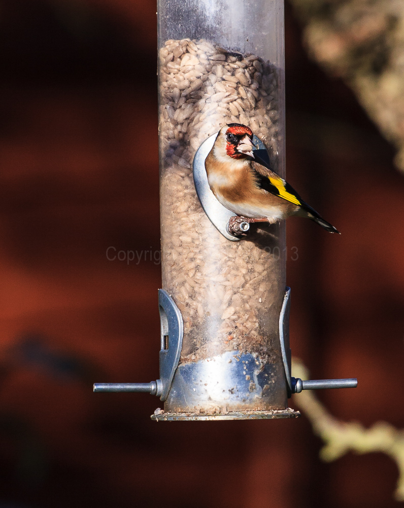 Goldfinch on a feeder in our apple tree