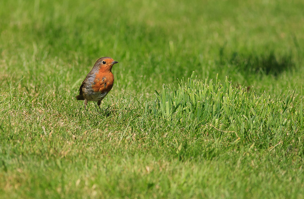 Robin on our lawn