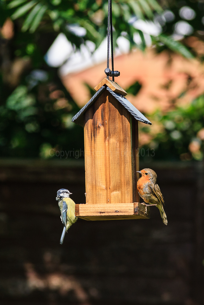 Robin and Blue Tit