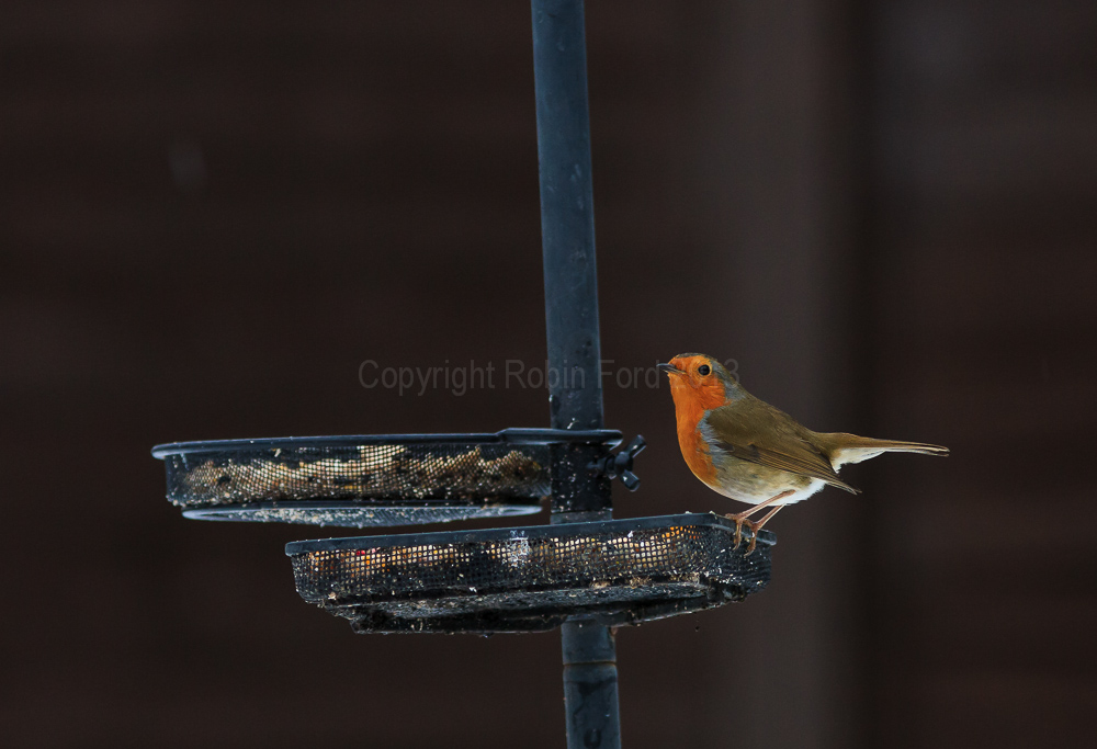 Robin having a winter feed