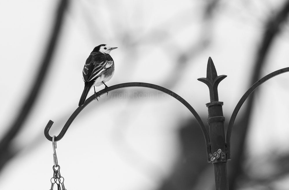 Pied Wagtail surveying its territory