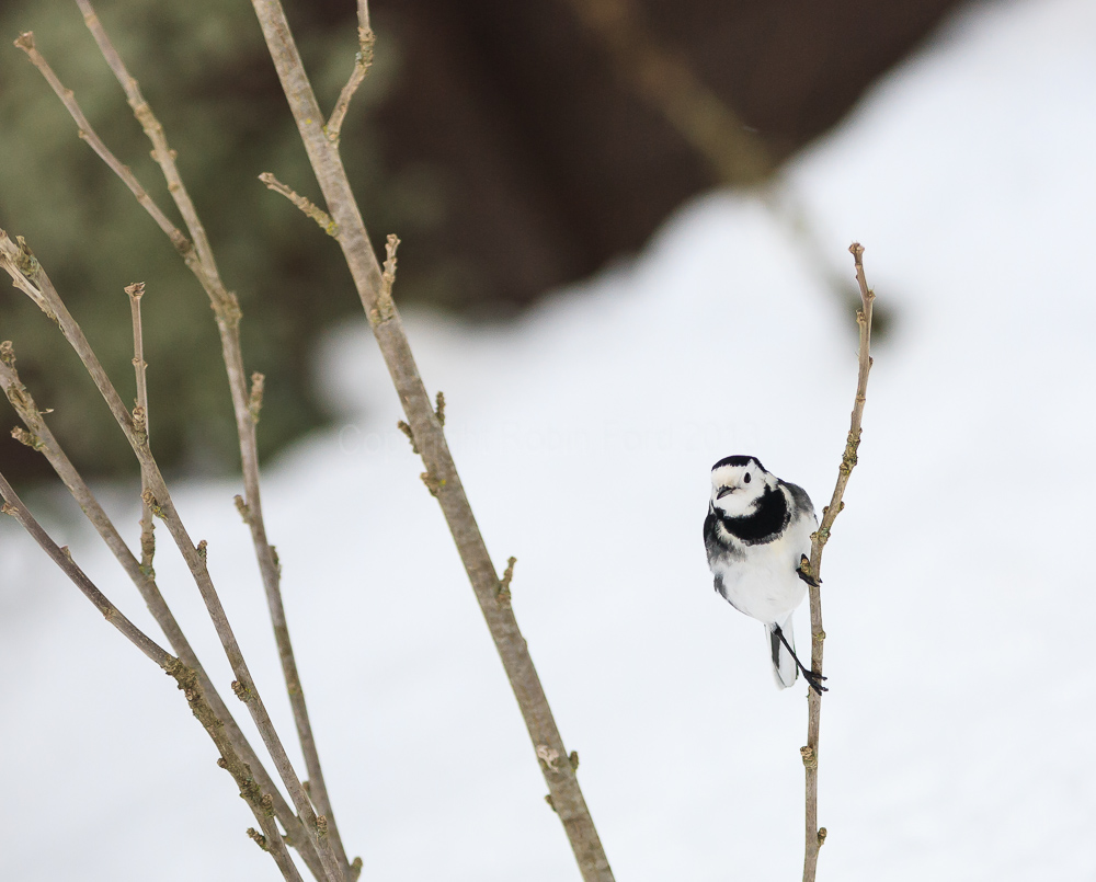 Pied Wagtail in the hibiscus