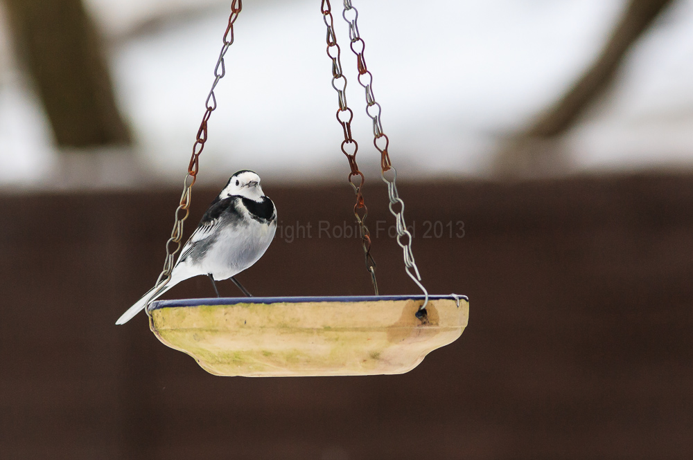 Pied Wagtail at the water
