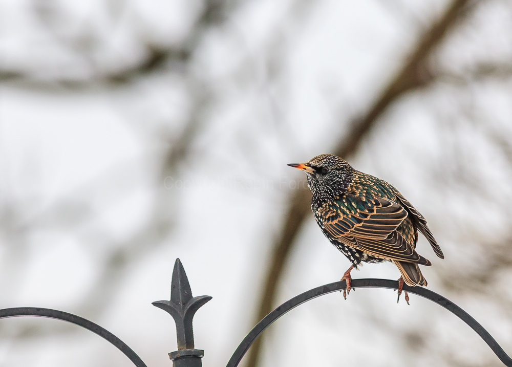 Starling in mid winter
