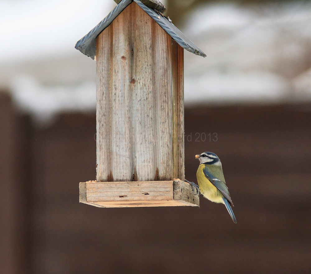Blue Tit having a winter feed