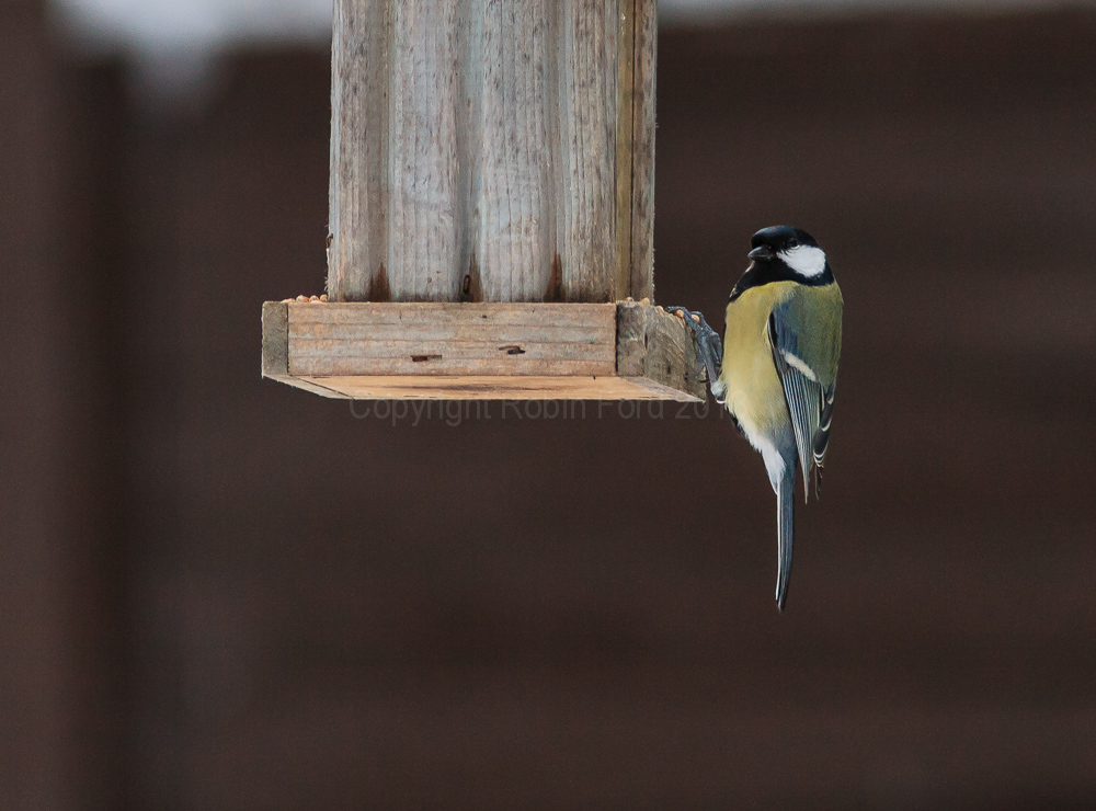 Great Tit having a winter feed