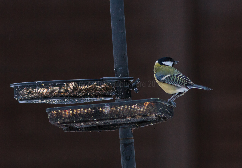 Great Tit having a winter feed