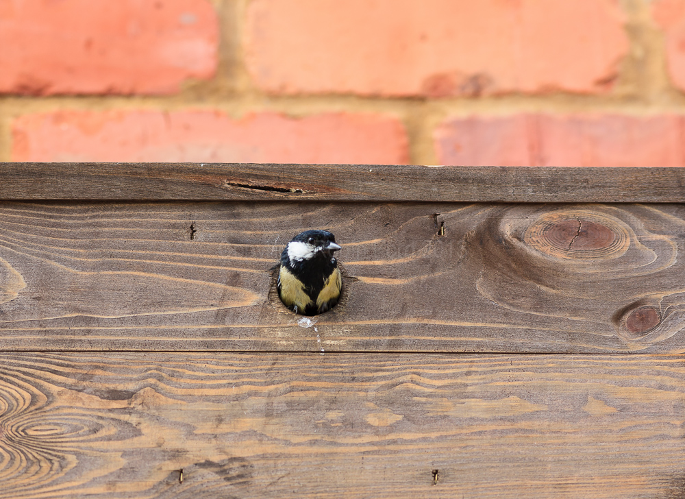 Great Tit leaving the nest box