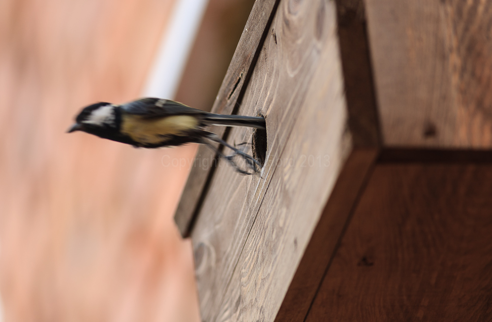 Great Tit leaving the nest box