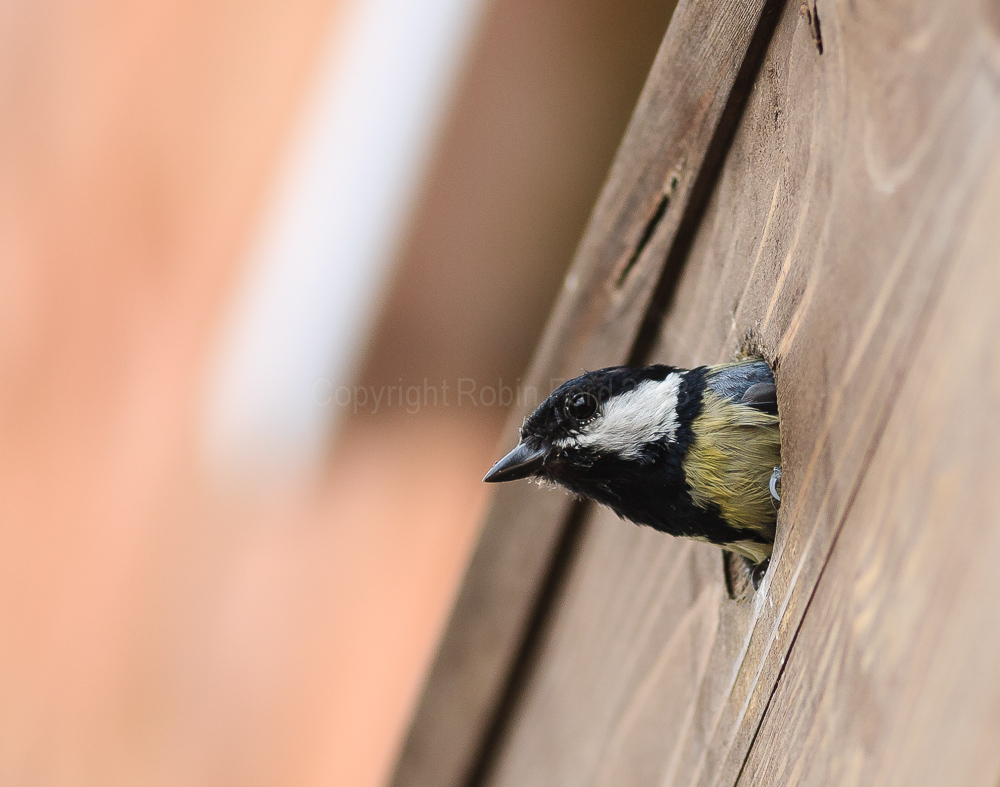 Great Tit leaving the nest box