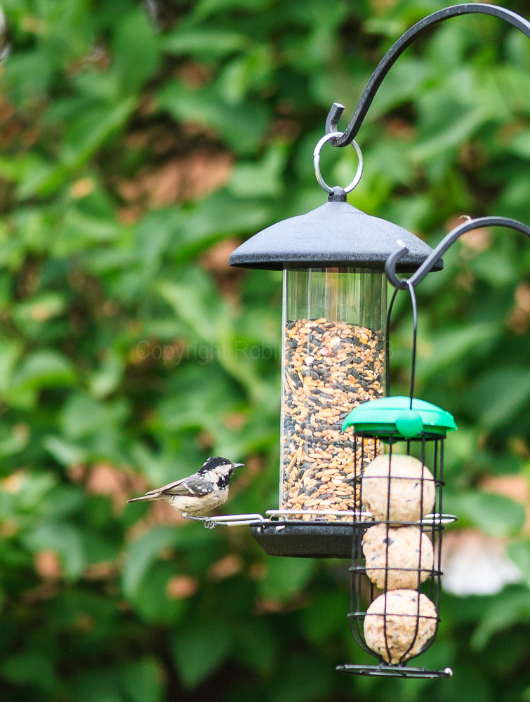 Coal Tit on the feeder