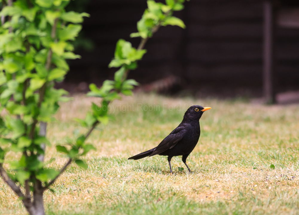 Blackbird on the lawn