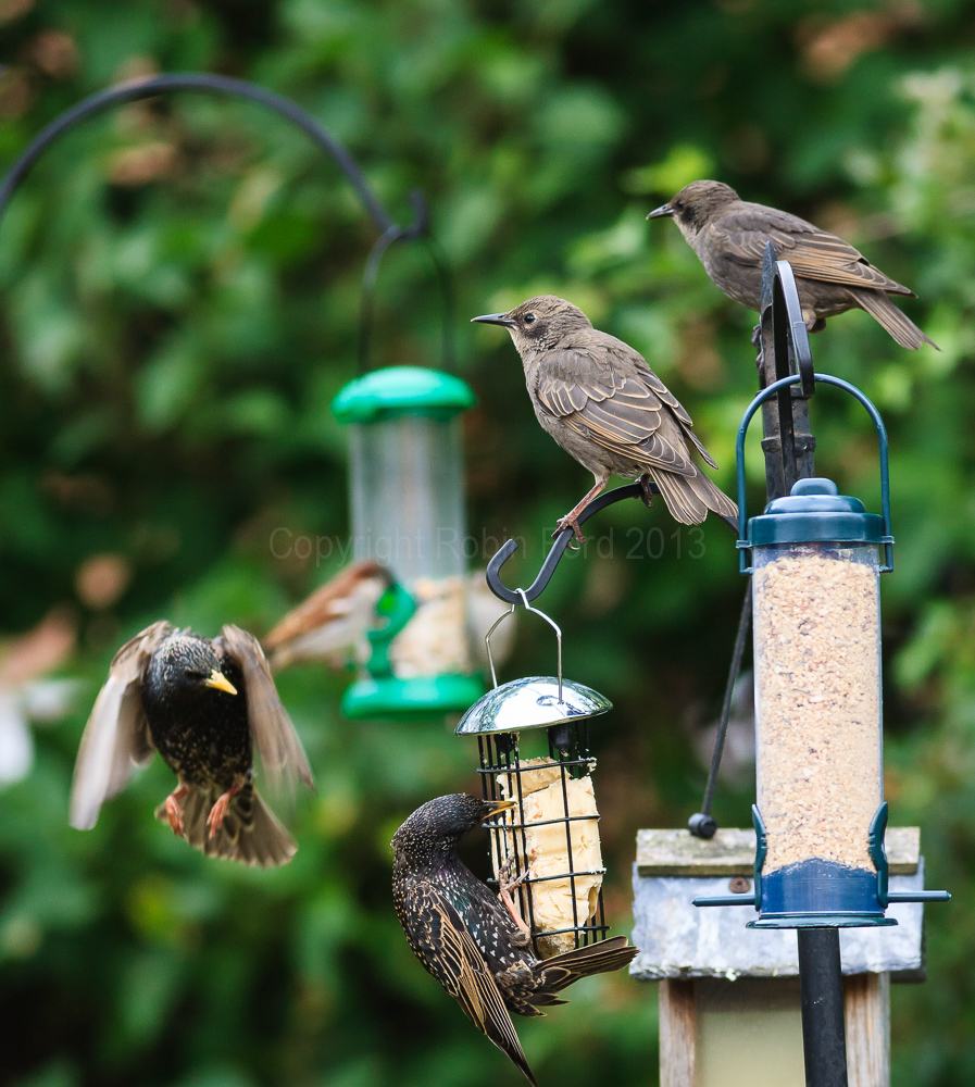 Young starlings waiting to be fed