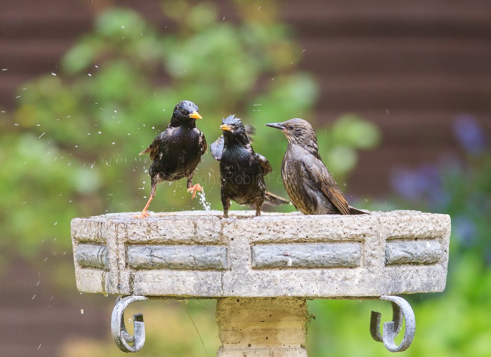 Starlings having a bath