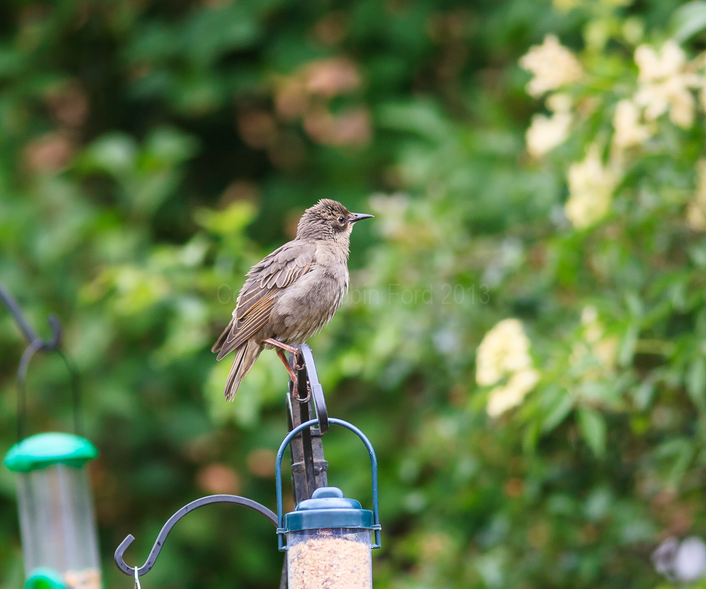 Young starling