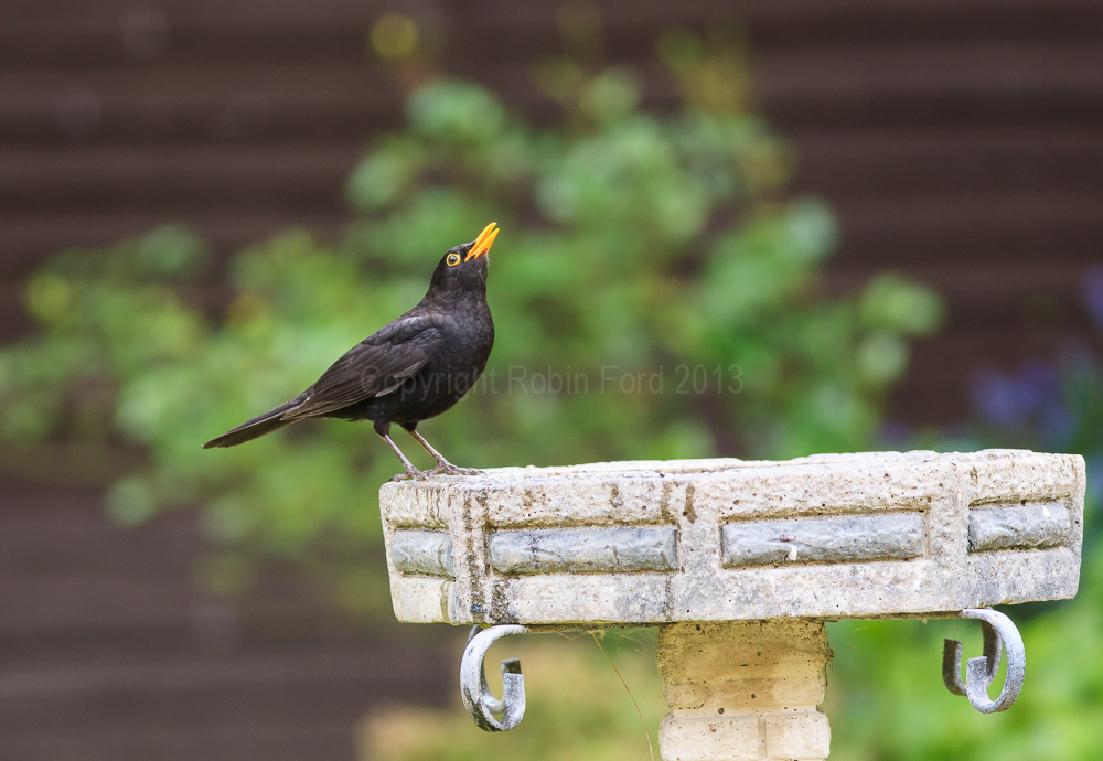 Blackbird singing