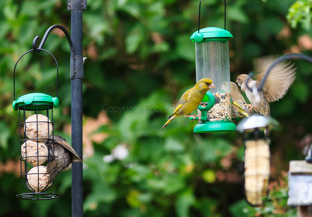 Greenfinches and a Sparrow